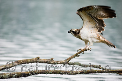BB 12 0069 / Pandion haliaetus / Fiskeørn
